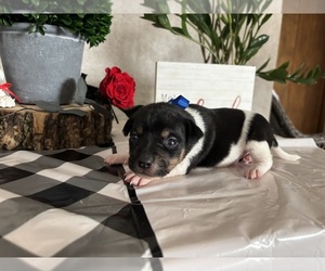 Rat Terrier Puppy for sale in TAMPICO, IL, USA