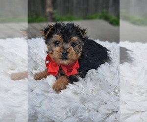 Yorkshire Terrier Puppy for sale in INDIANAPOLIS, IN, USA