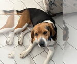 Small #2 Beagle