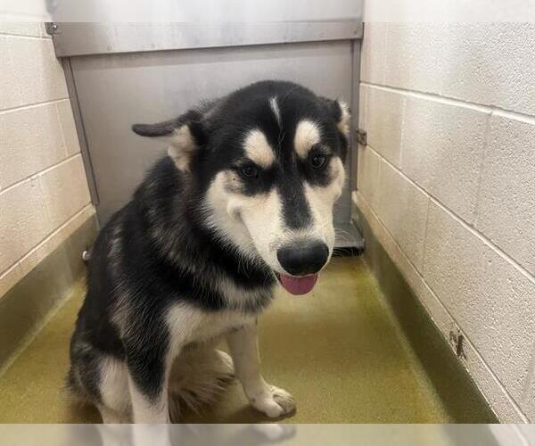 Medium Photo #1 Siberian Husky-Unknown Mix Puppy For Sale in Moreno Valley, CA, USA