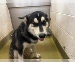 Small Siberian Husky Mix