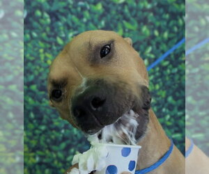 Waffles - Male Bulldog-Unknown Mix Dog for Adoption - Photo #3