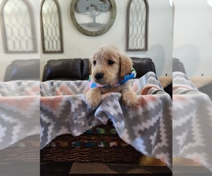 Medium Golden Retriever