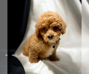 ShihPoo Puppy for sale in DUNDEE, OH, USA