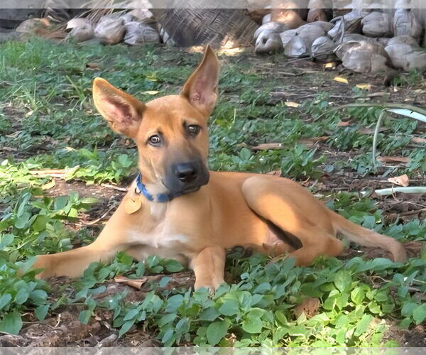 Medium Photo #2 Mutt Puppy For Sale in Royal Palm Beach, FL, USA