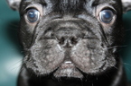 Small Photo #2 French Bulldog Puppy For Sale in EVERETT, WA, USA