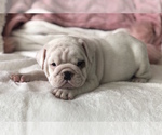 Small Photo #11 English Bulldog Puppy For Sale in CHARLESTON, SC, USA