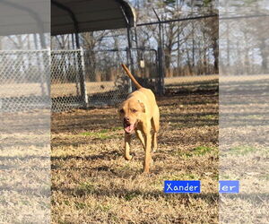 American Pit Bull Terrier-Unknown Mix Dogs for adoption in Albemarle, NC, USA