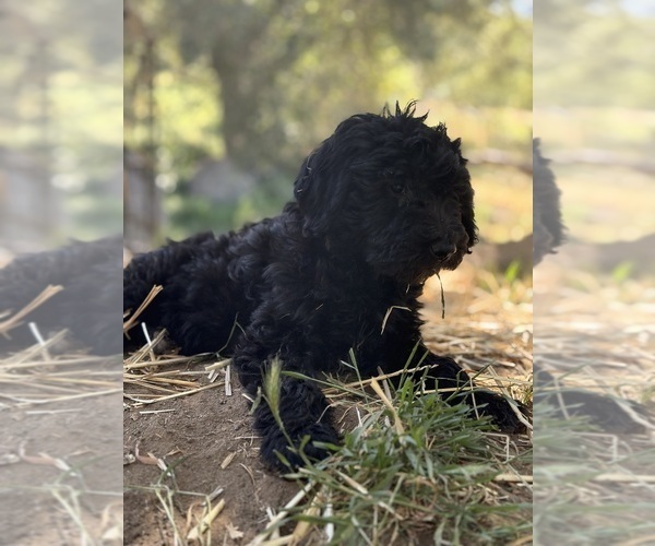 Medium Photo #11 Goldendoodle Puppy For Sale in VALLEY CENTER, CA, USA