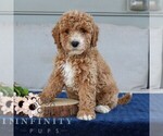 Small #3 Goldendoodle (Miniature)