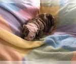 Small #2 Olde English Bulldogge