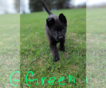 Small Photo #6 German Shepherd Dog Puppy For Sale in HEGINS, PA, USA
