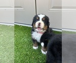 Small #10 Bernese Mountain Dog
