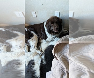 Mother of the Newfoundland puppies born on 08/28/2025