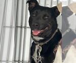 Small Labrador Retriever Mix