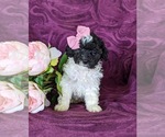 Small Photo #4 Poodle (Miniature) Puppy For Sale in LINCOLN UNIV, PA, USA