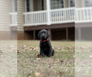 Labrador Retriever Puppy for sale in GLADSTONE, VA, USA