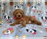 Small #6 Cavapoo (Miniature)