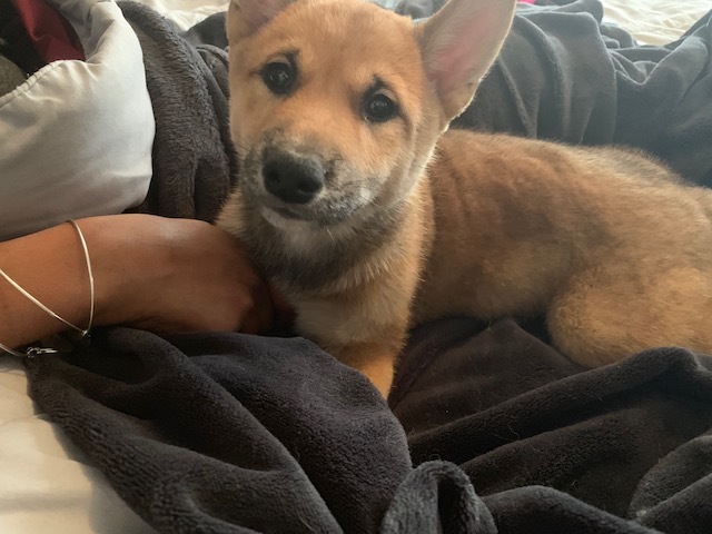 Medium Photo #1 Shiba Inu Puppy For Sale in GLENARDEN, MD, USA