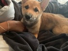 Small Photo #1 Shiba Inu Puppy For Sale in GLENARDEN, MD, USA