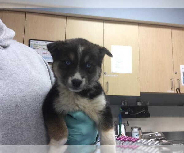 Medium Photo #1 Siberian Husky Puppy For Sale in Riverside, CA, USA