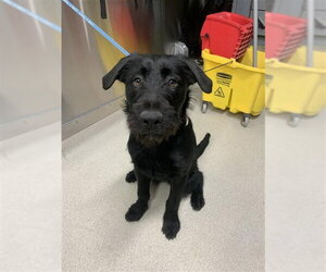 Airedale Terrier-Unknown Mix Dogs for adoption in Fairbanks, AK, USA