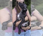 Puppy Diesel Great Dane