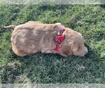 Small Photo #5 Goldendoodle-Poodle (Standard) Mix Puppy For Sale in SUGAR LAND, TX, USA