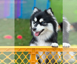 Small Photo #1 Pomsky Puppy For Sale in GREENVILLE, MI, USA