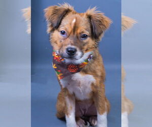 Colonial Cocker Spaniel-Unknown Mix Dogs for adoption in Holly Springs, MS, USA