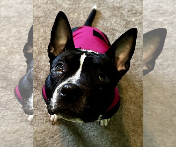 Medium Photo #11 American Staffordshire Terrier-Boston Terrier Mix Puppy For Sale in North Olmsted, OH, USA