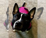 Small #10 American Staffordshire Terrier-Boston Terrier Mix