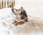 Small #3 French Bulldog
