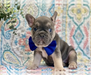 French Bulldog Puppy for sale in LANCASTER, PA, USA