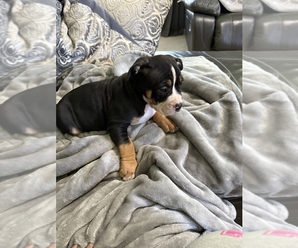 Medium Photo #3 American Bully Puppy For Sale in LOGANVILLE, GA, USA