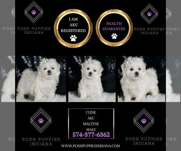 Medium Photo #2 Maltese Puppy For Sale in WARSAW, IN, USA