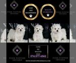Small #1 Maltese