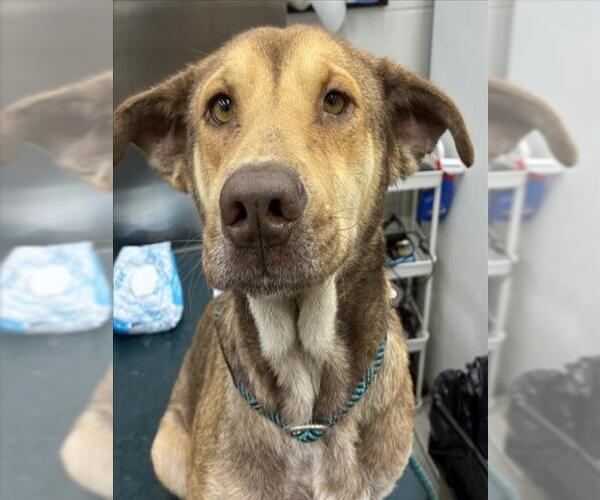 Medium Photo #1 Chinese Shar-Pei-Unknown Mix Puppy For Sale in Mobile, AL, USA