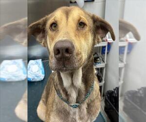 Chinese Shar-Pei-Unknown Mix Dogs for adoption in Mobile, AL, USA