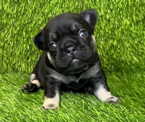 French Bulldog Puppy for sale in OKLAHOMA CITY, OK, USA