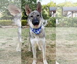 Small #4 German Shepherd Dog
