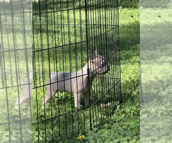 Medium Photo #8 French Bulldog Puppy For Sale in SACRAMENTO, CA, USA