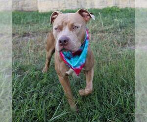 American Staffordshire Terrier Dogs for adoption in San Antonio, TX, USA