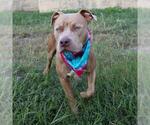 Small American Staffordshire Terrier