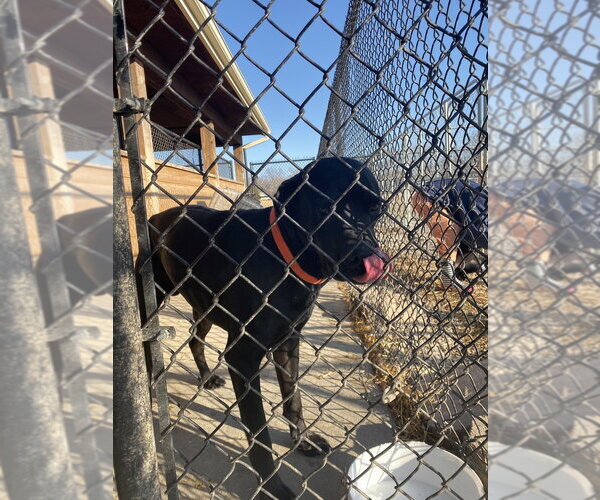 Medium Photo #2 Labrador Retriever Puppy For Sale in Bolivar, MO, USA