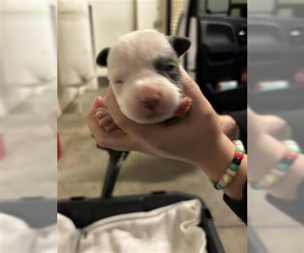 Medium Photo #1 Mutt Puppy For Sale in Houston, TX, USA