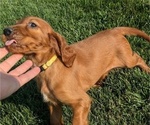 Puppy Lily Irish Setter