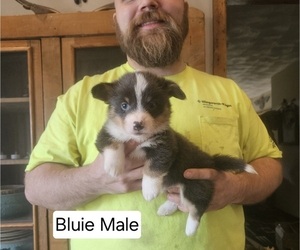American Corgi Puppy for sale in MILTON, WI, USA