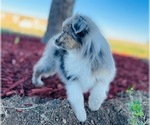 Small Photo #16 Miniature Australian Shepherd Puppy For Sale in BLACK FOREST, CO, USA