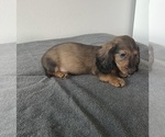 Small Photo #8 Dachshund Puppy For Sale in DAYTONA BEACH, FL, USA